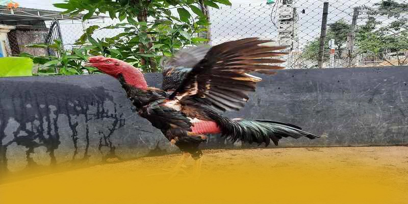 Hệ thống giao dịch đa dạng tại SUNWIN Hệ thống giao dịch đa dạng tại SUNWIN